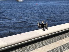 Anhinga novaehollandiae