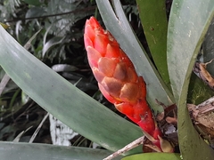 Guzmania