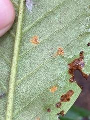 Chrysomyxa rhododendri