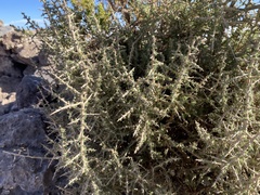 Junellia seriphioides