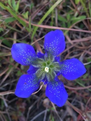 Gentiana autumnalis