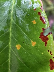 Chrysomyxa rhododendri