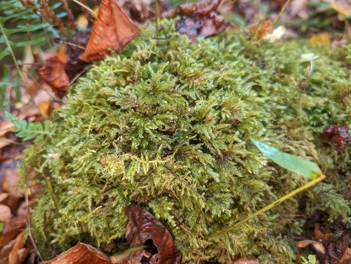 Image of Thamnobryum alleghaniense by (c) Elias, some rights reserved (CC BY)