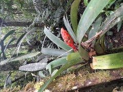 Guzmania