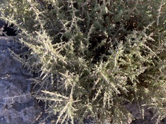 Junellia seriphioides