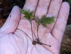 Thamnobryum alleghaniense