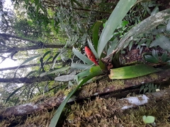 Guzmania