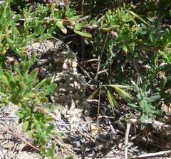 Phrynosoma blainvillii