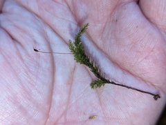 Thamnobryum alleghaniense