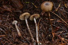 Rhodocybe