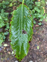 Chrysomyxa rhododendri