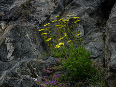 Senecio bahioides