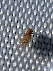 Lachesilla