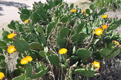 Opuntia megapotamica