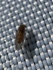 Lachesilla