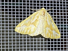 Caripeta piniata
