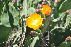 Opuntia megapotamica