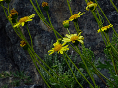 Senecio bahioides