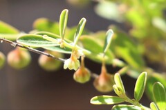 Phyllanthus carpentariae