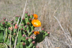Opuntia megapotamica