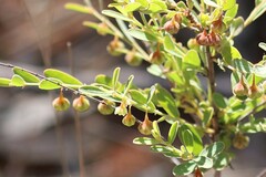 Phyllanthus carpentariae