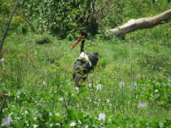 Ephippiorhynchus senegalensis