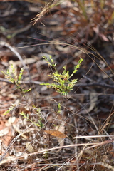 Phyllanthus carpentariae