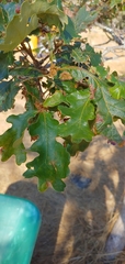 Quercus garryana