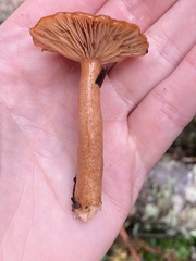 Lactarius rubidus