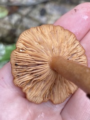 Lactarius rubidus