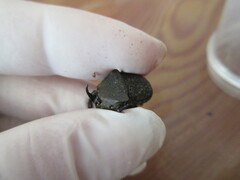 Phanaeus chalcomelas