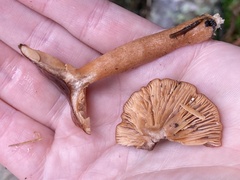 Lactarius rubidus