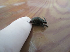 Phanaeus chalcomelas