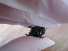 Phanaeus chalcomelas