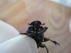 Phanaeus chalcomelas