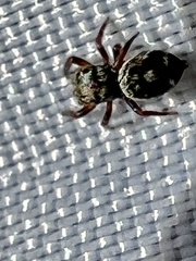 Phidippus