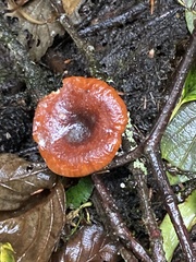 Lactarius rubidus