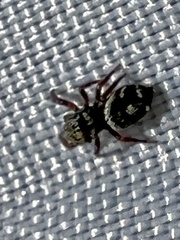 Phidippus