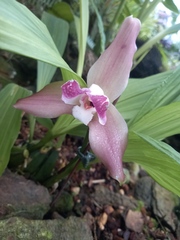 Lycaste macrophylla