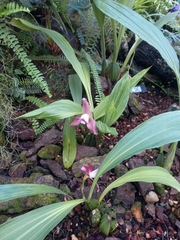 Lycaste macrophylla