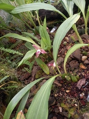 Lycaste macrophylla