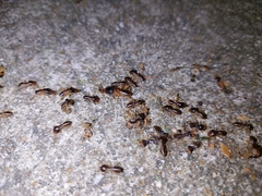 Macrotermes carbonarius