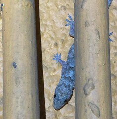 Hemidactylus mabouia