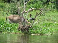 Ephippiorhynchus senegalensis