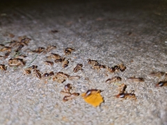 Macrotermes carbonarius