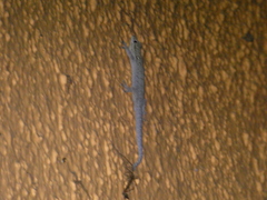 Lygodactylus chobiensis