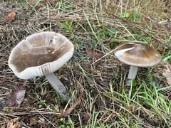 Amanita pachycolea