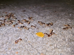 Macrotermes carbonarius