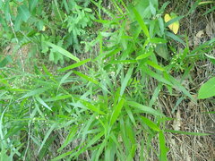 Dichanthelium leibergii