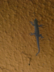 Lygodactylus chobiensis